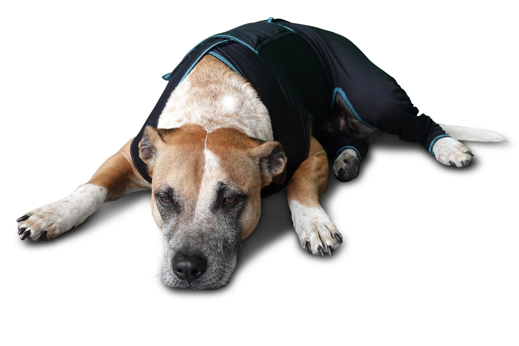 Benefab Canine Comfort Suit